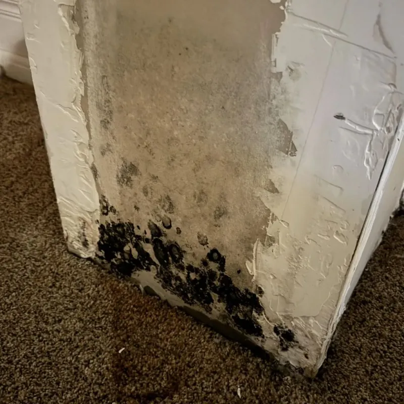 Professional Mold Removal in Jena, LA